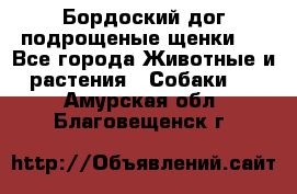 Бордоский дог подрощеные щенки.  - Все города Животные и растения » Собаки   . Амурская обл.,Благовещенск г.